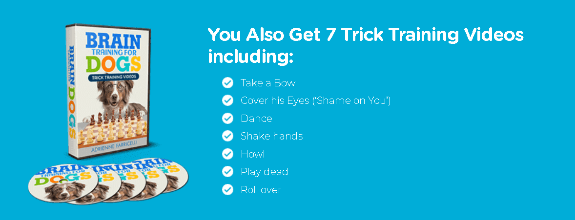 Brain Training For Dogs