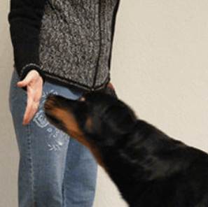 Brain Training for Dogs
