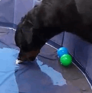 Brain Training for Dogs