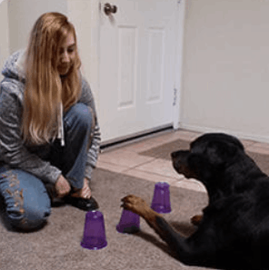 Brain Training for Dogs