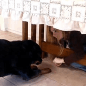 Brain Training for Dogs