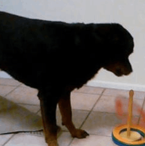 Brain Training for Dogs